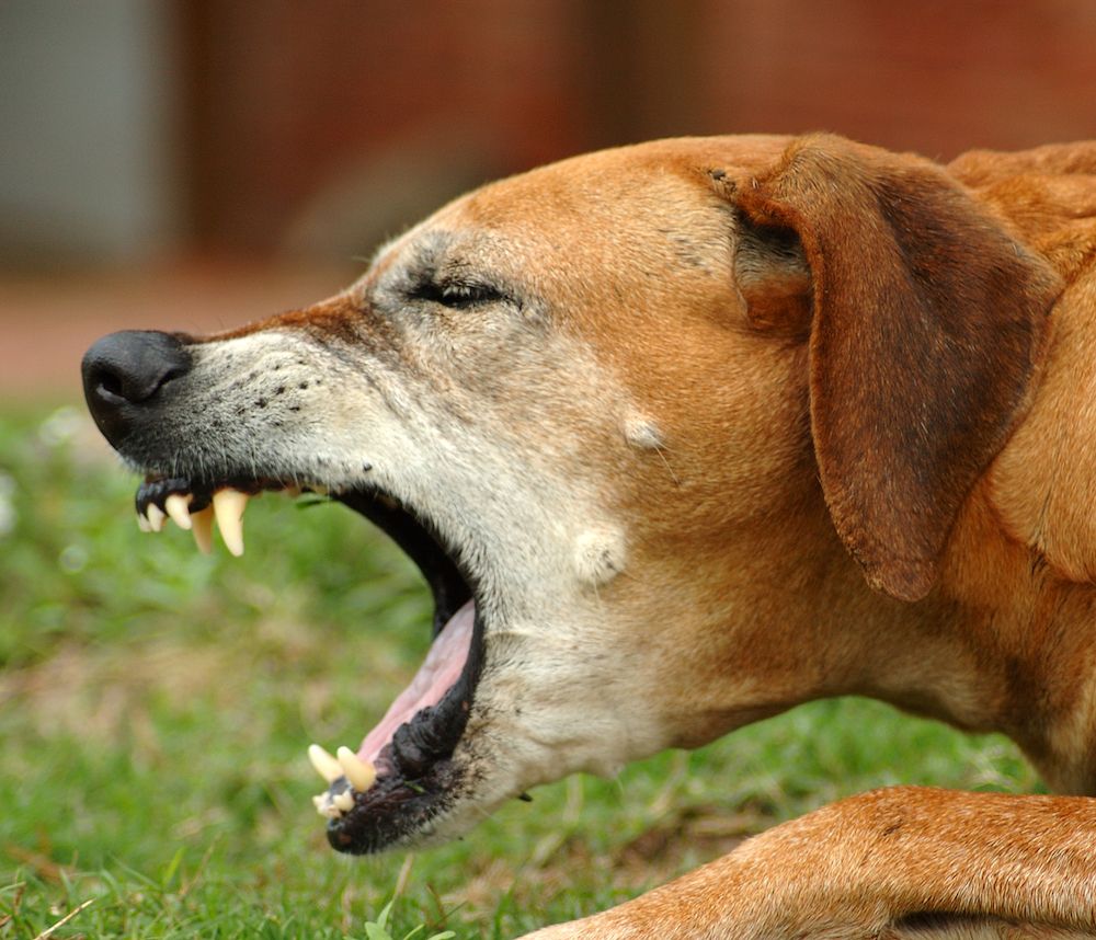 Why Dogs Cough